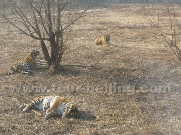 Siberian Tiger Park Harbin